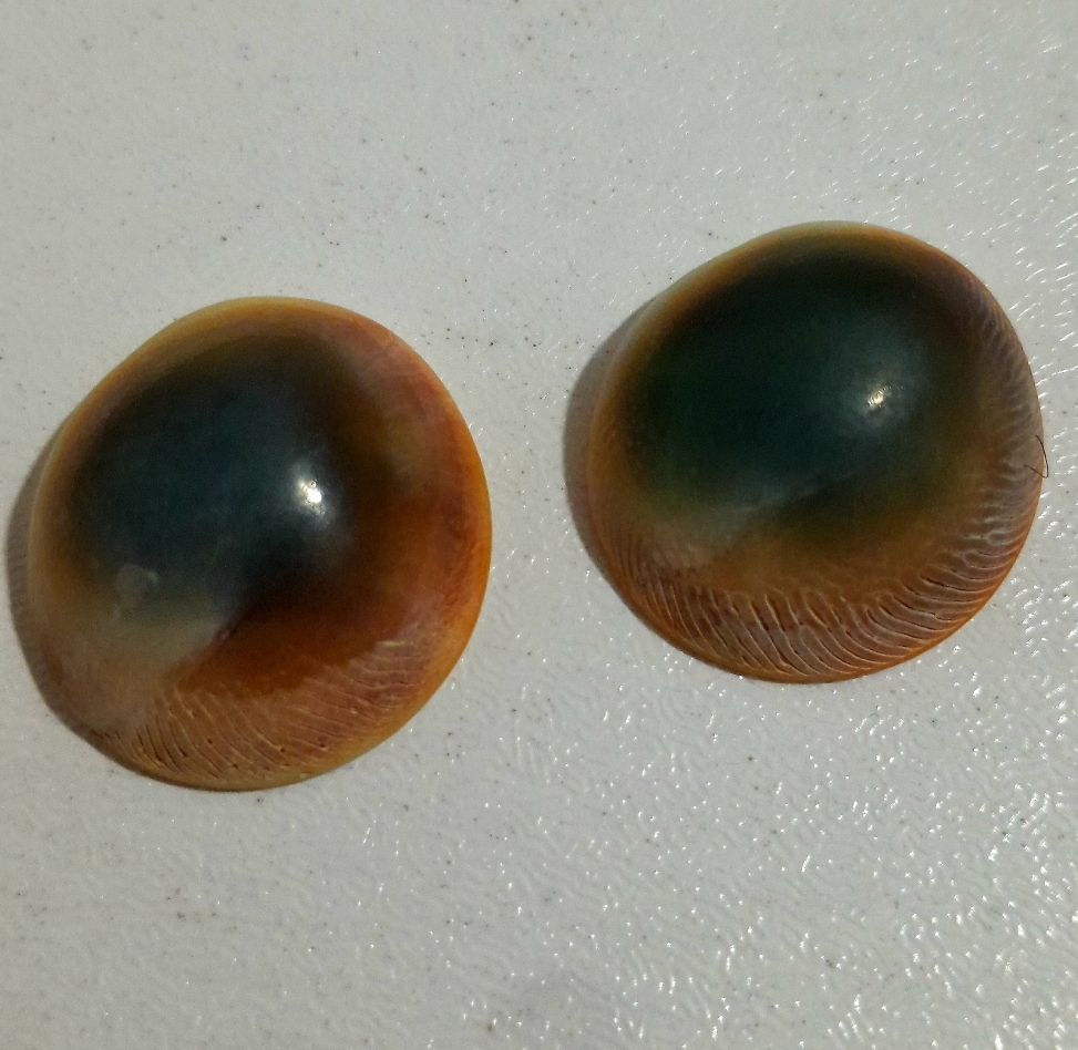 مهره مار شاه کبرا اصل هندوستان با ضمانت ۹۹ ساله